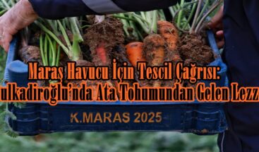 Maraş Havucu İçin Tescil Çağrısı: Dulkadiroğlu’nda Ata Tohumundan Gelen Lezzet!