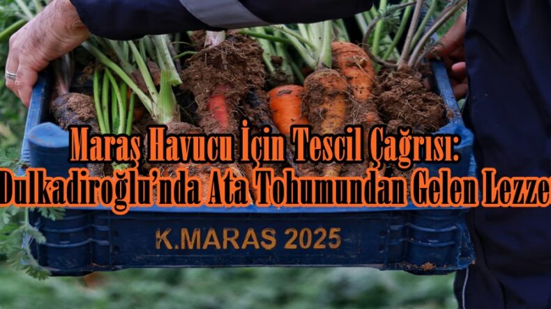 Maraş Havucu İçin Tescil Çağrısı: Dulkadiroğlu’nda Ata Tohumundan Gelen Lezzet!