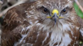 MARAŞ OVASI’NDA YARALI ŞAHİN KURTARILDI.