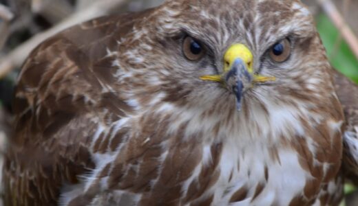 MARAŞ OVASI’NDA YARALI ŞAHİN KURTARILDI.