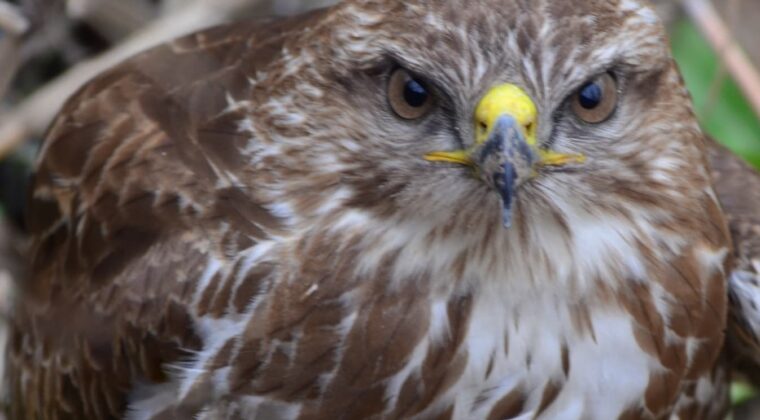 MARAŞ OVASI’NDA YARALI ŞAHİN KURTARILDI.