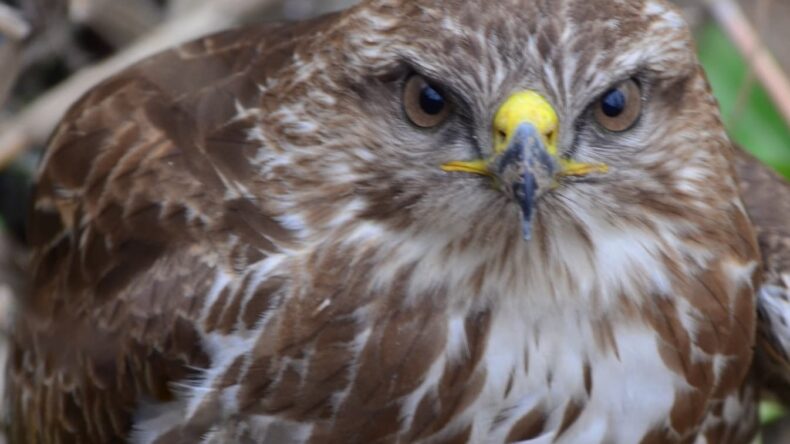 MARAŞ OVASI’NDA YARALI ŞAHİN KURTARILDI.