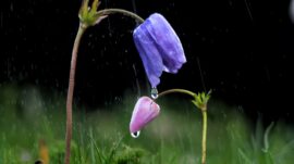 Kahramanmaraş’ta Anemon Zamanı: Doğa Uyanıyor, KAMFOD Sahada!