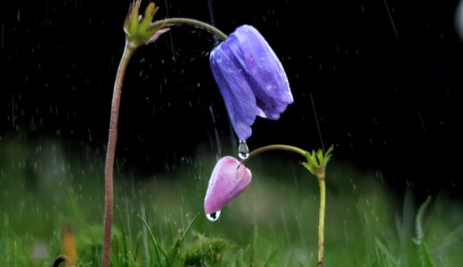 Kahramanmaraş’ta Anemon Zamanı: Doğa Uyanıyor, KAMFOD Sahada!