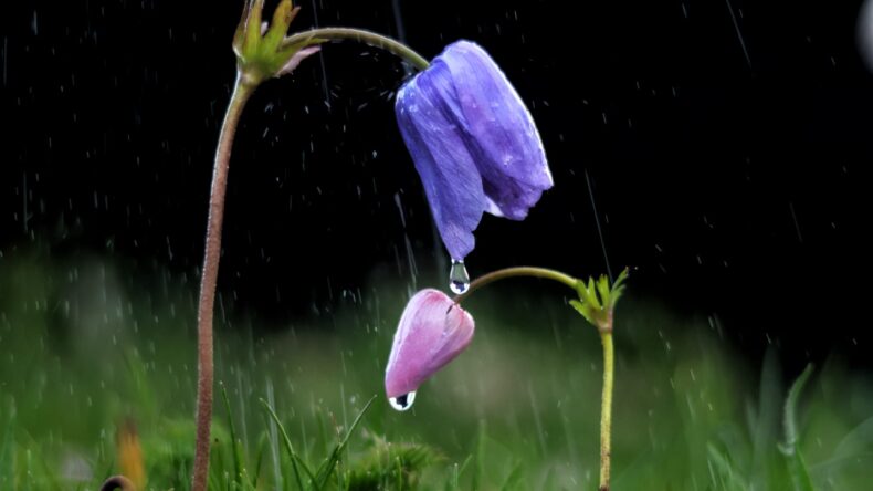 Kahramanmaraş’ta Anemon Zamanı: Doğa Uyanıyor, KAMFOD Sahada!